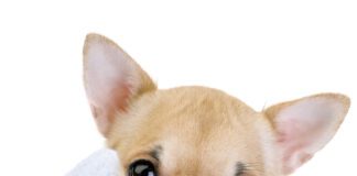 cute Chihuahua with blue towel close-up isolated