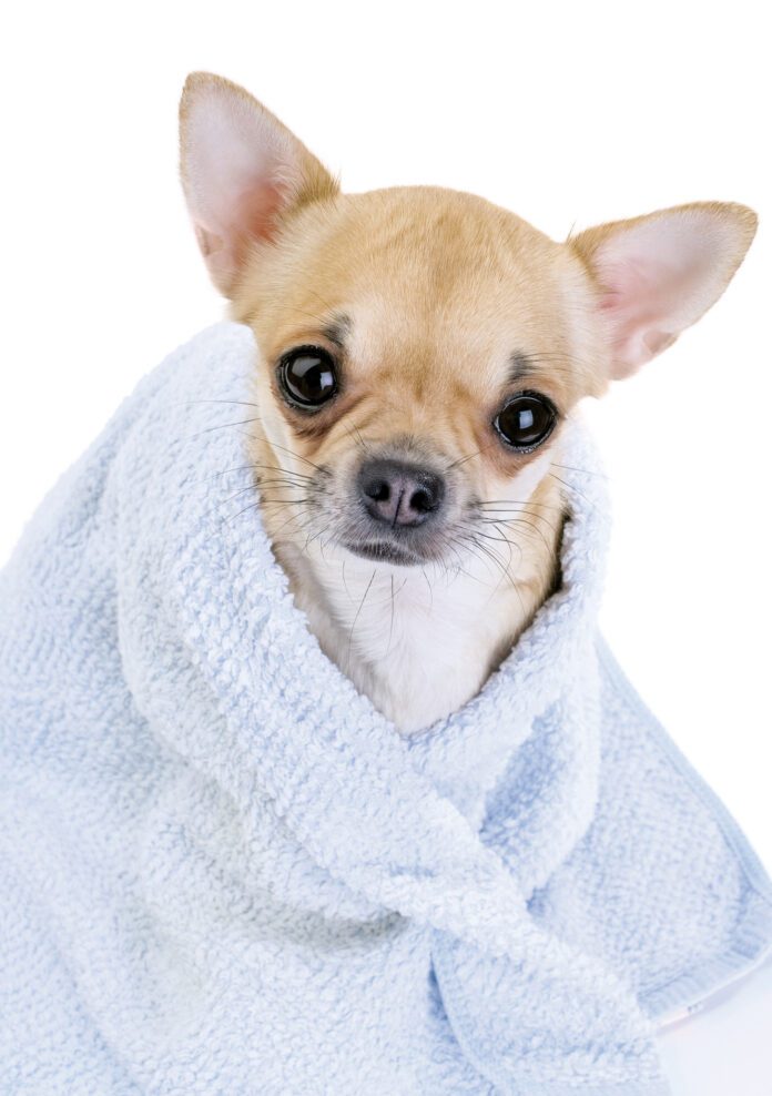 cute Chihuahua with blue towel close-up isolated