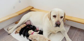 Labrador mother with her puppies