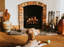 Sandy coloured cockapoo lies in front of an open fire with his ball