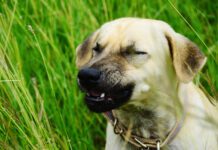 Close-Up Of Sneezing Dog On Field