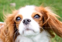 Cavalier King Charles Spaniel looking at the camera