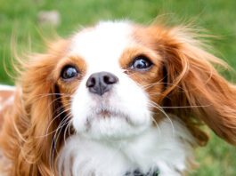 Cavalier King Charles Spaniel looking at the camera