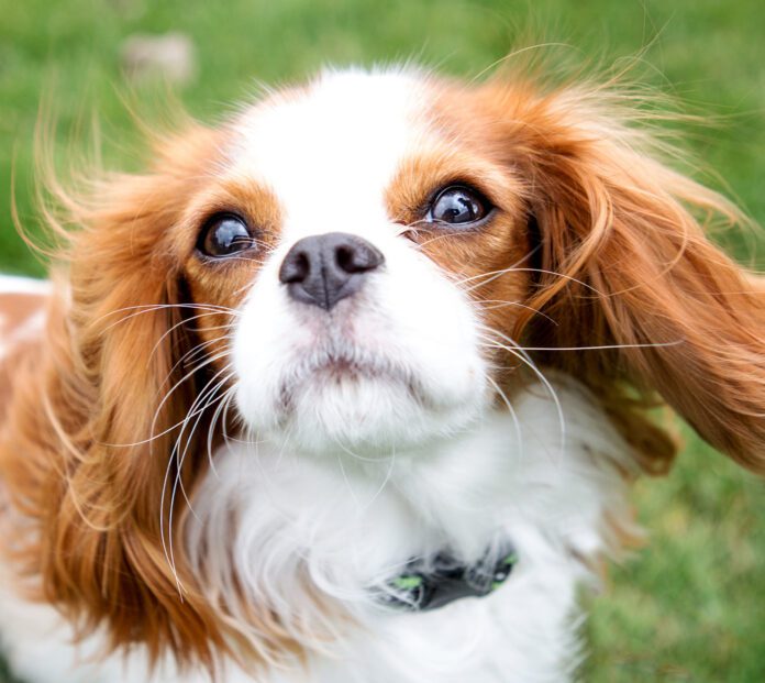 Cavalier King Charles Spaniel looking at the camera