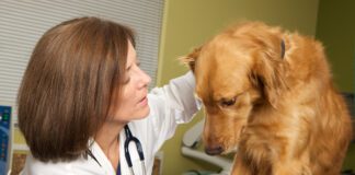 Veterinarian Examining a Nervous and Scared Dog in her Clinic
