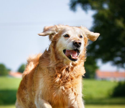 What Does Fish Oil Do for Dogs? Golden retriever dog
