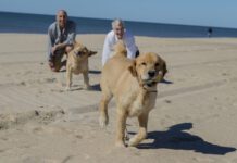 Senior Gay Male Couple Playing with Their Dogs on the Beach