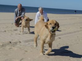 Senior Gay Male Couple Playing with Their Dogs on the Beach