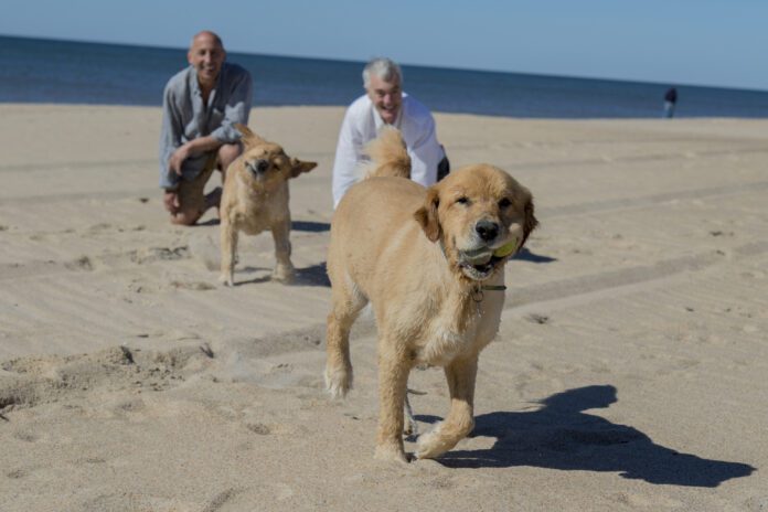 Senior Gay Male Couple Playing with Their Dogs on the Beach