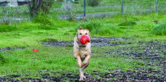 dog running in dog park