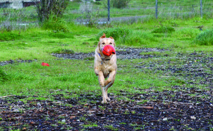 dog running in dog park