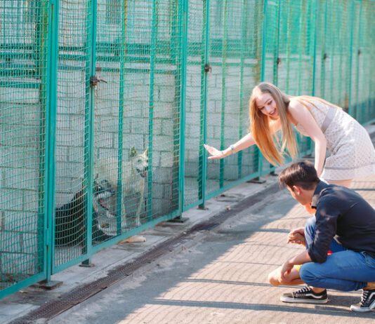 A young family is looking for a pet in a dog shelter.