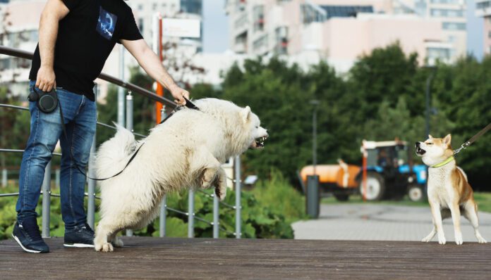 Two Dogs Barking For Each Other At The Public Park