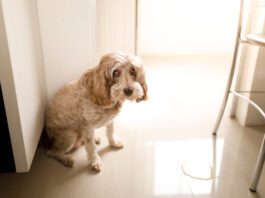 Guilty dog peed in the wrong place