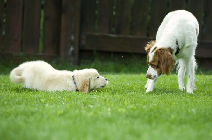 dogs meeting each other