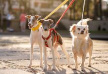 Three dogs leashed at street and looking at camera