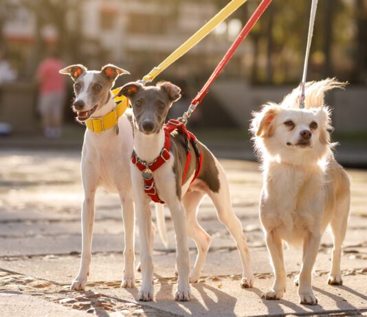 Dog Collars vs Harnesses Three dogs leashed at street and looking at camera