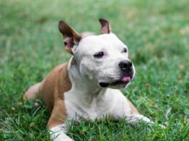 What causes seizures in dogs can be known or unknown. In either case there are measures that can be taken to avoid triggering a seizure.