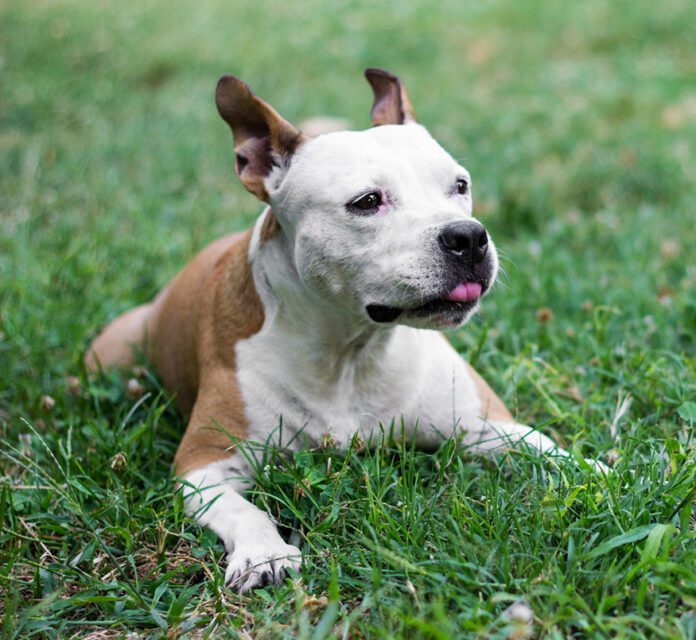 Cute happy pet dog lying on the grass