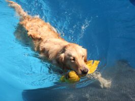 Dogs Water Safety Dog water safety means accounting for their skill level with training and gear.