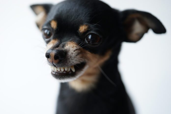 Close-up angry little black dog of toy terrier breed on a white background.Selective focus.