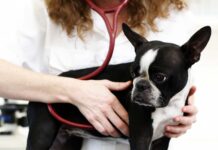 Dog visiting the veterinarian