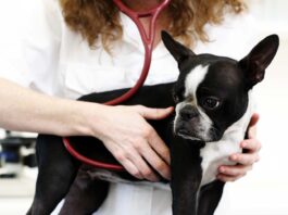 Identifying early signs of heart disease in dogs can get your dog needed treatment early.