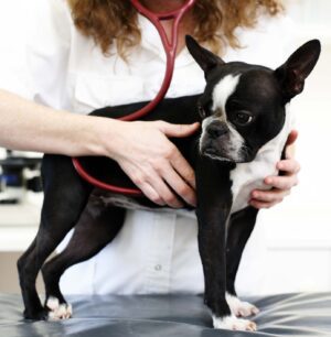 Dog visiting the veterinarian