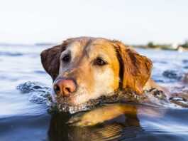 Dog Swimming