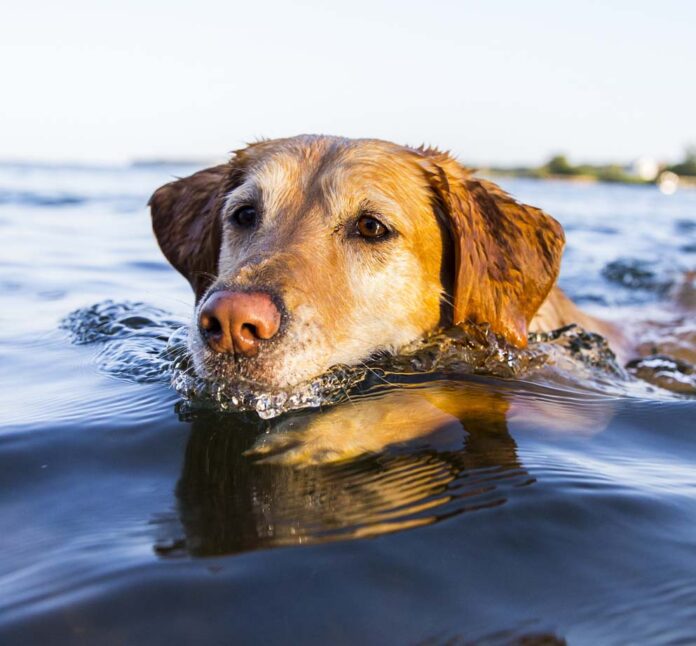 Dog Swimming