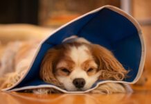 Dog lying on floor wearing pet cone