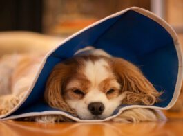 Dog lying on floor wearing pet cone