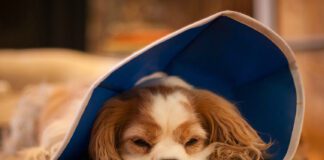 Dog lying on floor wearing pet cone