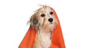 Cute bathed havanese puppy dog with orange towel