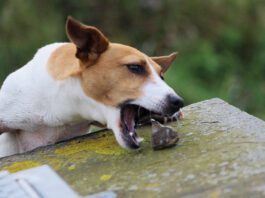 Close-Up Of Dog Eating Stone On Wooden Table