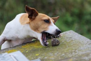 Close-Up Of Dog Eating Stone On Wooden Table