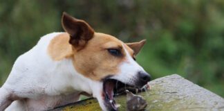 Close-Up Of Dog Eating Stone On Wooden Table