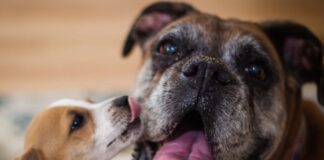 Close-Up Of Dogs