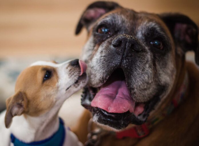 Close-Up Of Dogs