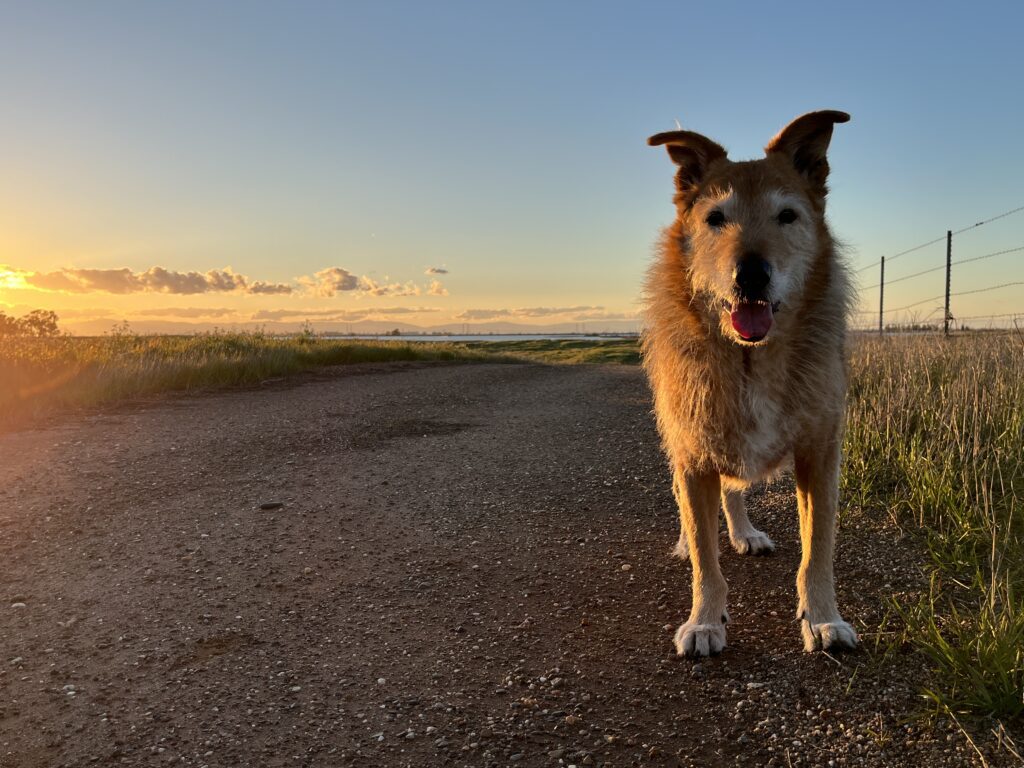 dog walking outside