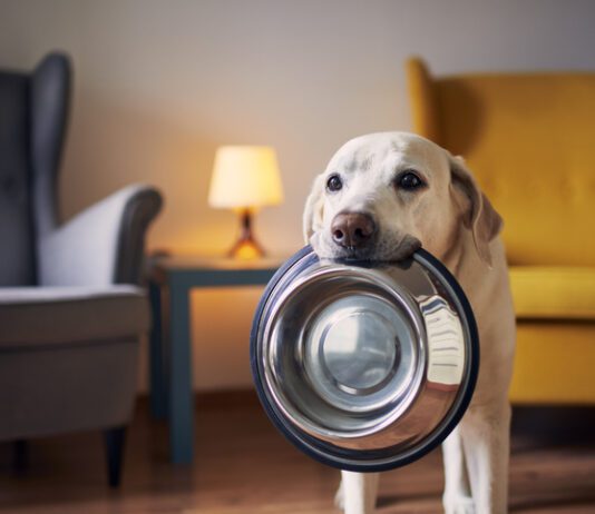 Hungry Dog With Sad Eyes Is Waiting For Feeding At Home. Cute Labrador Is Holding Bowl In His Mouth.
