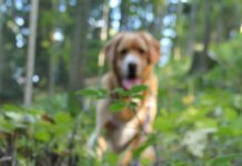 dog in forest