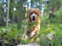 So your dog ate a mushroom. What happens now.