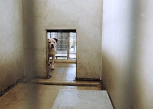scared shelter dog