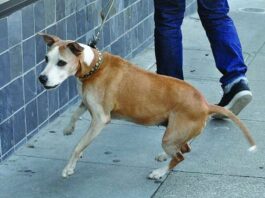 Dog being walked by owner and pulling on the leash.