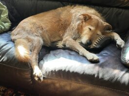 dog sleeping on the couch