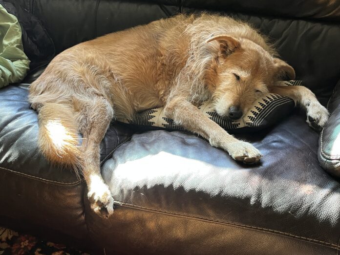 dog sleeping on the couch