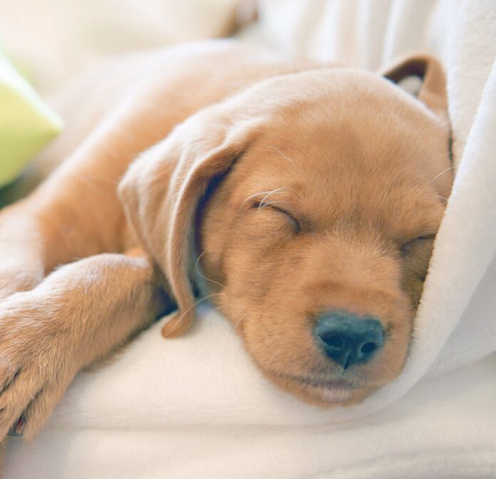 Close-up of puppy’s nose