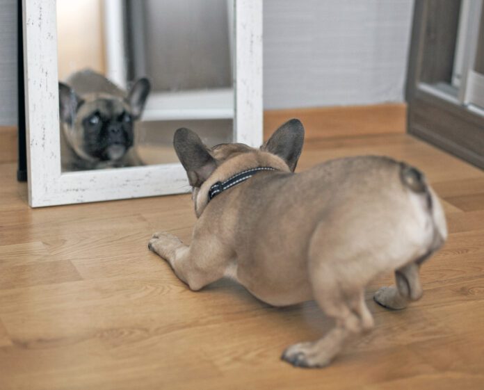 Puppy Facing His Reflection in the Mirror