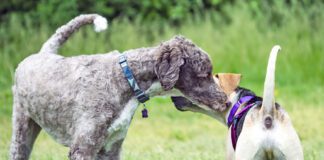 Dogs greeting each other at a dog park.